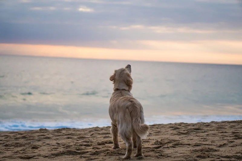 Gün batımında sahilde denize bakan köpek