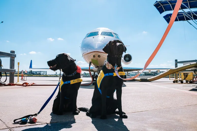Havalimanı apronunda uçağın önünde bekleyen iki köpek
