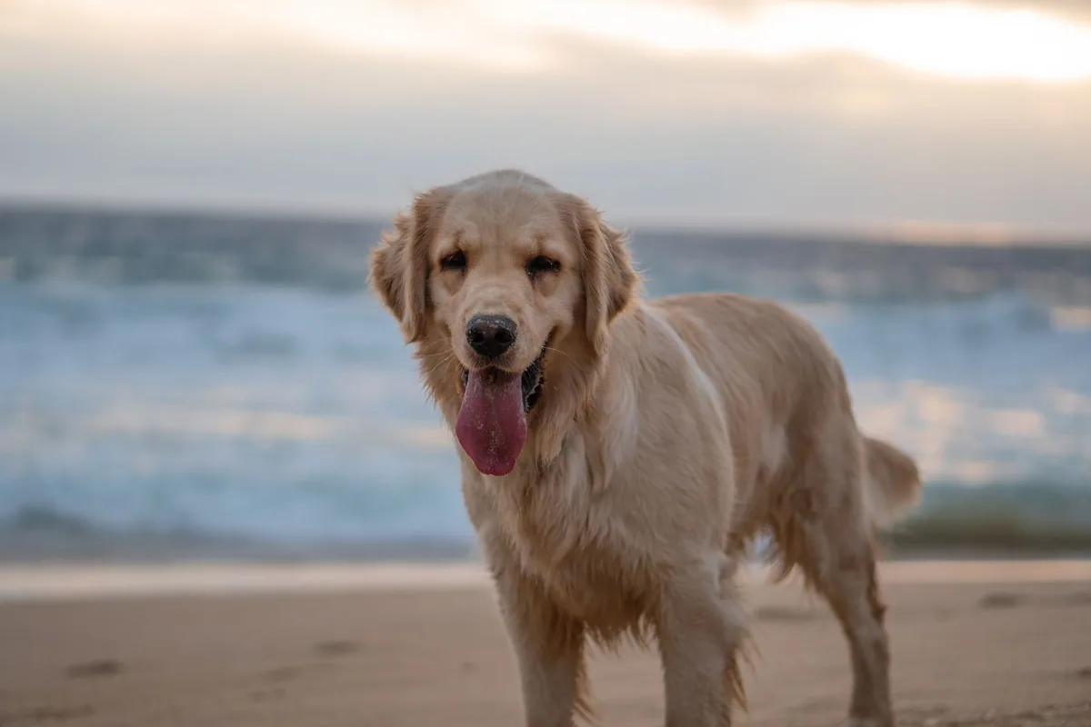 Sahilde dili dışarıda gülümseyen golden retriever
