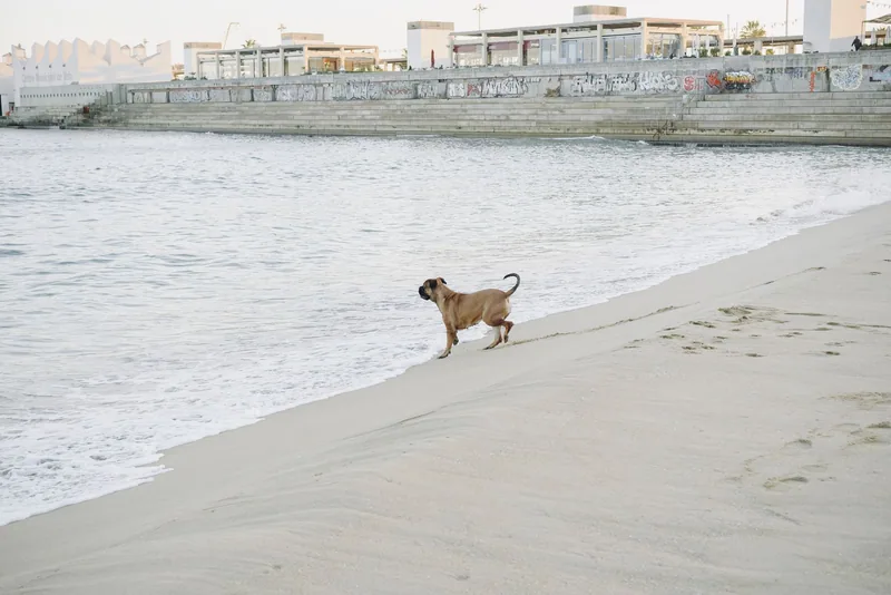 Kumsalda yürüyen köpek